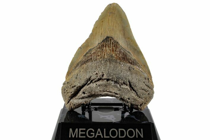 Fossil Megalodon Tooth - North Carolina #199705